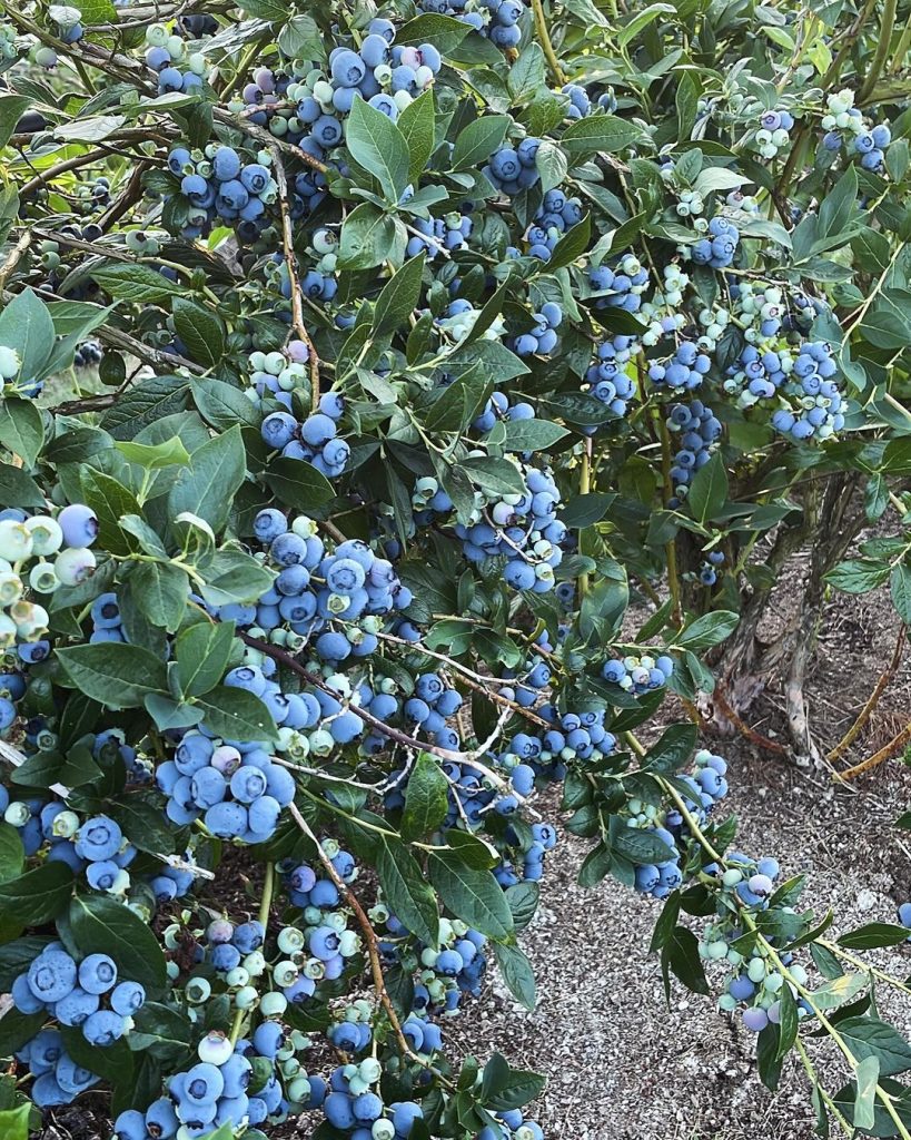 Blueberry bush in Abbotsford full of berries